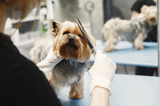 How To Choose A Reputable and Qualified Groomer