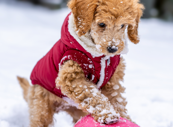 Protecting Your Pup's Paws In The Winter Season