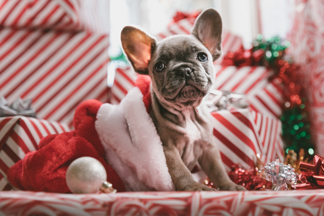 Christmas Gifts For Pets Cool And Fun Ideas for Christmas in 2022