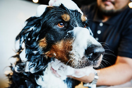 Why Your Dog Has Dry Skin and How To Treat It: Dealing with Dog Dandruff