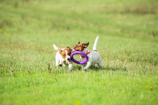 dogs playing in park with purple toy